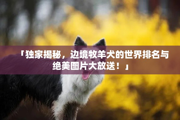 「獨(dú)家揭秘，邊境牧羊犬的世界排名與絕美圖片大放送！」