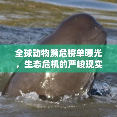 全球動物瀕危榜單曝光，生態(tài)危機的嚴(yán)峻現(xiàn)實揭秘