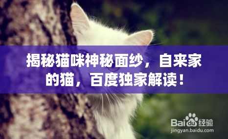 揭秘貓咪神秘面紗，自來家的貓，百度獨家解讀！