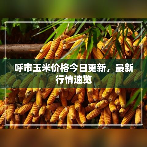 呼市玉米價(jià)格今日更新，最新行情速覽