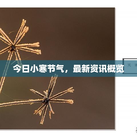 今日小寒節(jié)氣，最新資訊概覽