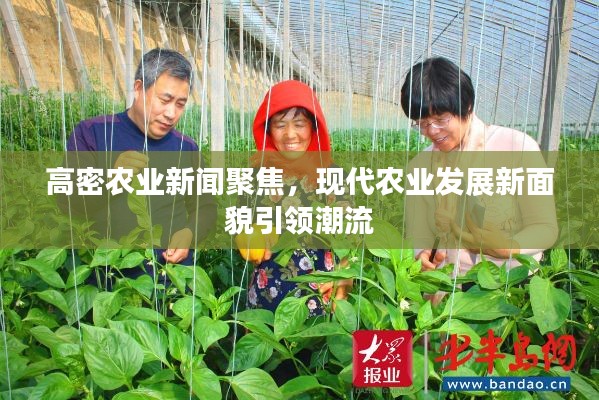 高密農(nóng)業(yè)新聞聚焦，現(xiàn)代農(nóng)業(yè)發(fā)展新面貌引領(lǐng)潮流