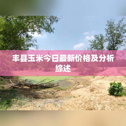 豐縣玉米今日最新價(jià)格及分析綜述