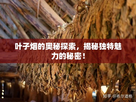 葉子煙的奧秘探索，揭秘獨(dú)特魅力的秘密！