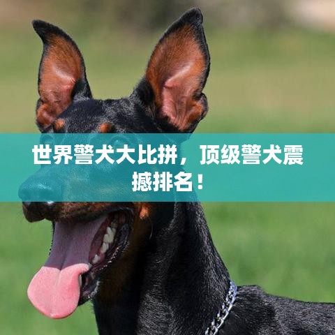 世界警犬大比拼，頂級(jí)警犬震撼排名！