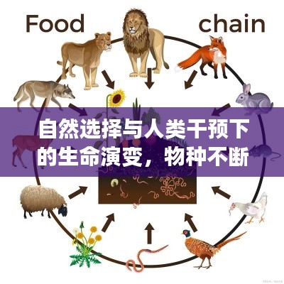 自然選擇與人類干預(yù)下的生命演變，物種不斷進(jìn)化的奧秘探索