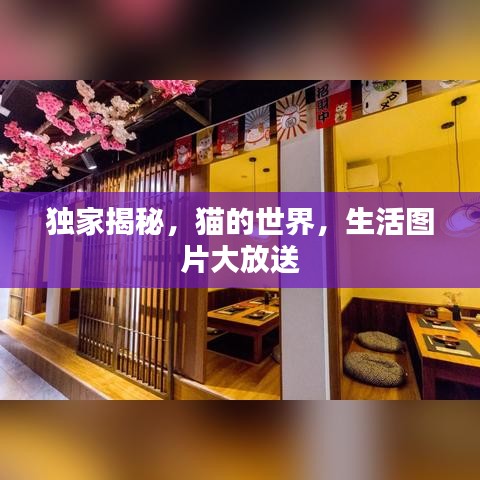 獨(dú)家揭秘，貓的世界，生活圖片大放送