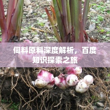 伺料原料深度解析，百度知識(shí)探索之旅