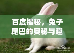 候鳥南飛