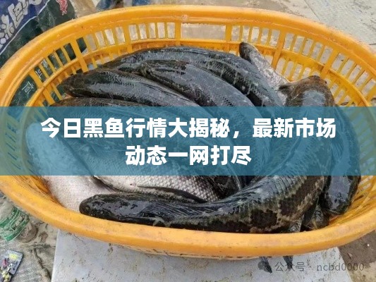 今日黑魚行情大揭秘，最新市場(chǎng)動(dòng)態(tài)一網(wǎng)打盡